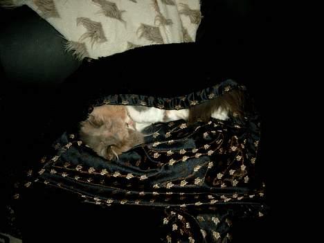 Perser Chloe billede 5