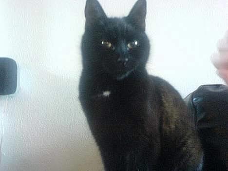 Huskat plet (NKH's kat) - det er som om hun ved hun ser så majestætisk ud når hun sidder sån billede 1