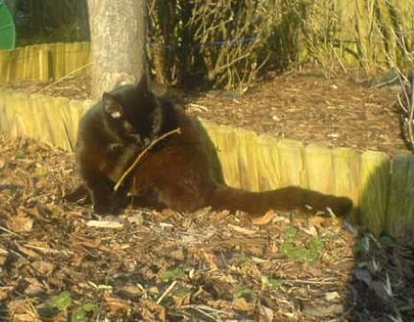 Huskat plet (NKH's kat) - kan jeg mon spise den her gren??? billede 2