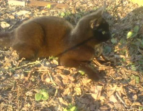 Huskat plet (NKH's kat) - jeg tager miiq lige en slapper okay??? billede 3