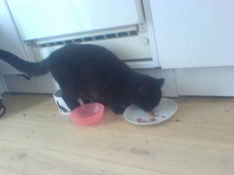 Huskat plet (NKH's kat) - ædelse billede 4