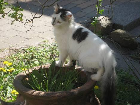 Norsk Skovkat Tulle <3 Forsvundet :´( - Udsigten er god her fra.. :) billede 1