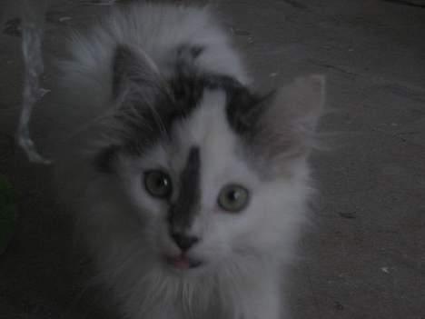 Norsk Skovkat Tulle <3 Forsvundet :´( - Rækker lige tunge.. :P billede 2