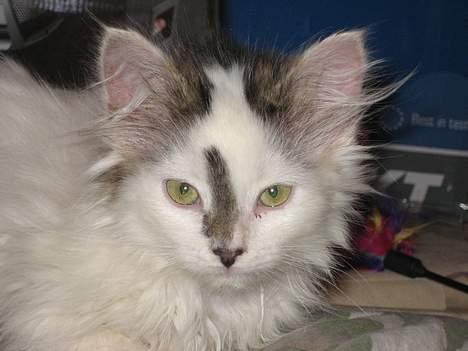 Norsk Skovkat Tulle <3 Forsvundet :´( - Jeg er lige ved at falde i søvn.. billede 3