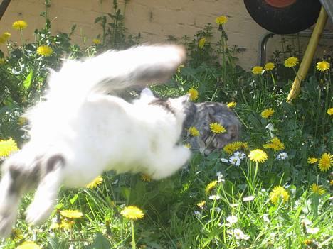 Norsk Skovkat Tulle <3 Forsvundet :´( - Jubiii jeg kan flyve, lige i hovede på Nini.. hihi billede 4