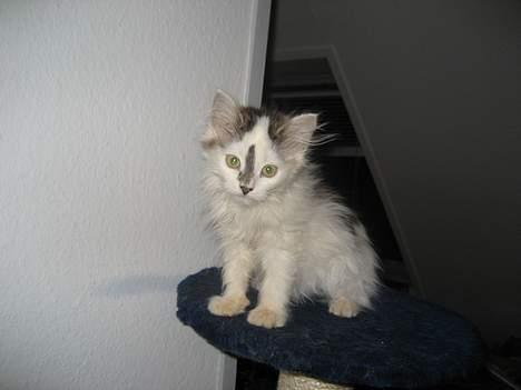 Norsk Skovkat Tulle <3 Forsvundet :´( - Jeg sidder lige og leger foto model lidt.. :) billede 5