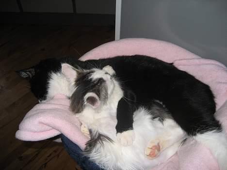 Norsk Skovkat Tulle <3 Forsvundet :´( - Det er så hyggeligt at putte sammen med Sira billede 6