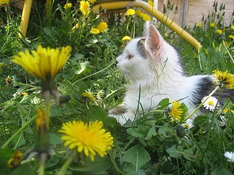 Norsk Skovkat Tulle <3 Forsvundet :´( - Hvor er det bare dejligt at ligge her og putte mellem alle de fine blomster.. billede 7