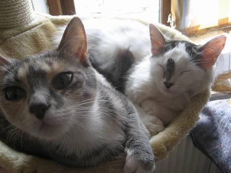 Norsk Skovkat Tulle <3 Forsvundet :´( - Nini er bare den bedste til at ligge og hygge med.. :) billede 8