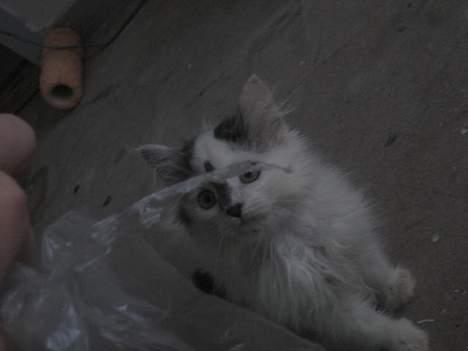 Norsk Skovkat Tulle <3 Forsvundet :´( - Har lige fået øje på noget rigtig spændene.. billede 9