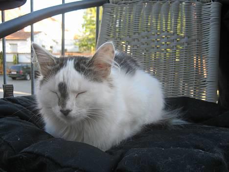 Norsk Skovkat Tulle <3 Forsvundet :´( - Får mig lige en lur på terrassen.. :) billede 10