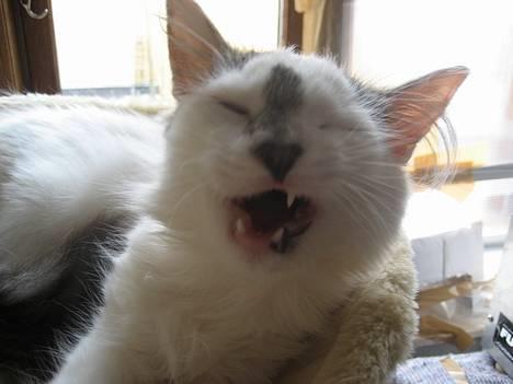 Norsk Skovkat Tulle <3 Forsvundet :´( billede 11