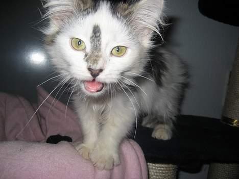 Norsk Skovkat Tulle <3 Forsvundet :´( - Se mine fine tænder.. :)  billede 12