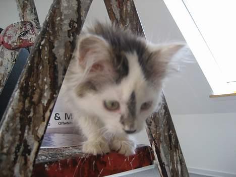 Norsk Skovkat Tulle <3 Forsvundet :´( - Der er godt nok langt ned.. billede 13