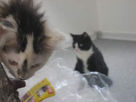 Norsk Skovkat Tulle <3 Forsvundet :´( - Hvordan kommer jeg dog ned, måske kan Sira hjælpe mig..  billede 14