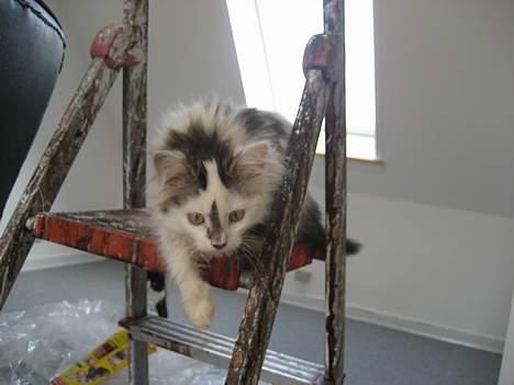 Norsk Skovkat Tulle <3 Forsvundet :´( - Ved ikke rigtig om jeg tør hoppe..  billede 15