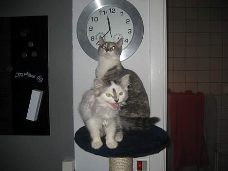 Norsk Skovkat Tulle <3 Forsvundet :´( - Du skal ikke tage billede af mig og Nini..  billede 16