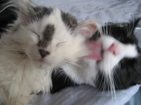 Norsk Skovkat Tulle <3 Forsvundet :´( - Hvor er jeg heldig at Sira gider vaske mig.. :) billede 17