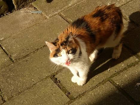 Blanding af racer Nanna - 2007 billede 18