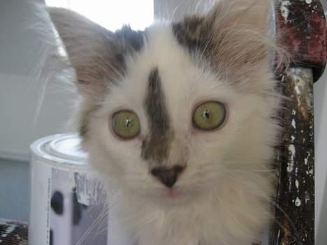 Norsk Skovkat Tulle <3 Forsvundet :´( - Se lige nogen store øjne jeg kan lave..  billede 18