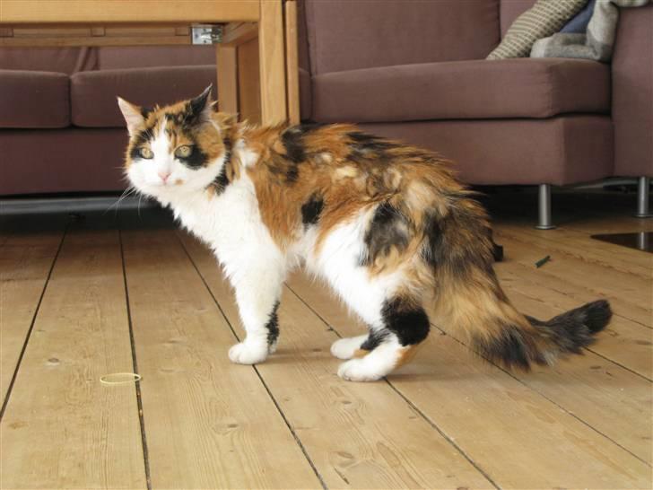 Blanding af racer Nanna - 2008 billede 19