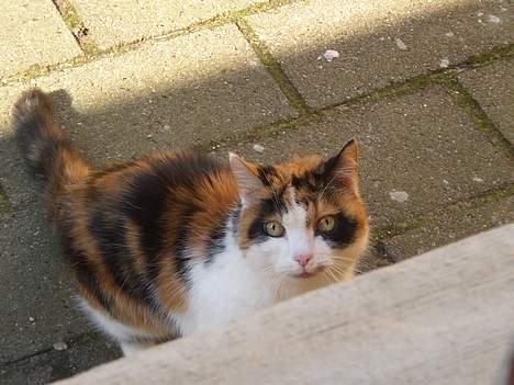 Blanding af racer Nanna - 2007 billede 20