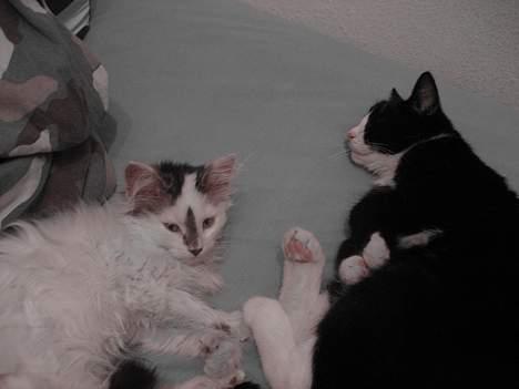 Norsk Skovkat Tulle <3 Forsvundet :´( - Mig og Sira ligger lige og får en middags lur.. billede 19