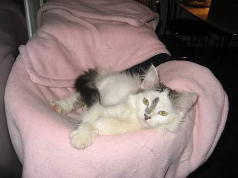 Norsk Skovkat Tulle <3 Forsvundet :´( - Det er bare det bedste sted at ligge, min plads.. billede 20