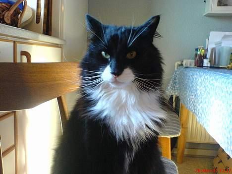 Norsk Skovkat emil billede 7