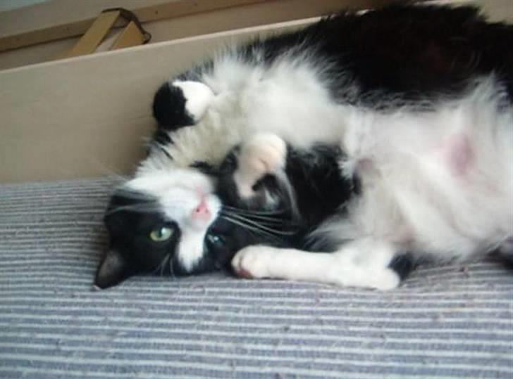 Huskat Felix - Er jeg ikke dejlig? billede 1