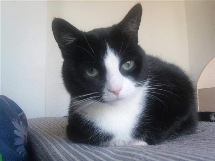 Huskat Felix - Her ligger jeg da bare... billede 2