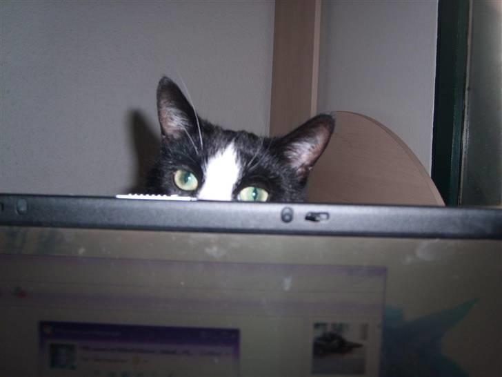 Huskat Felix - Titte bøh! billede 3