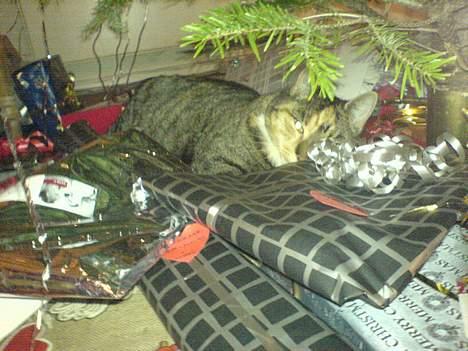 Blanding af racer Plet - julegaver er en god ting.. det er plet nok enig i.. billede 12