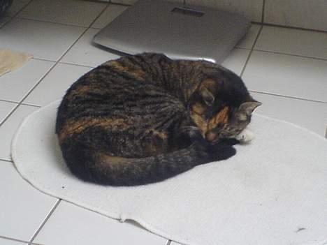 Blanding af racer Plet - varmen fra badeværelses gulvet er godt.. billede 13