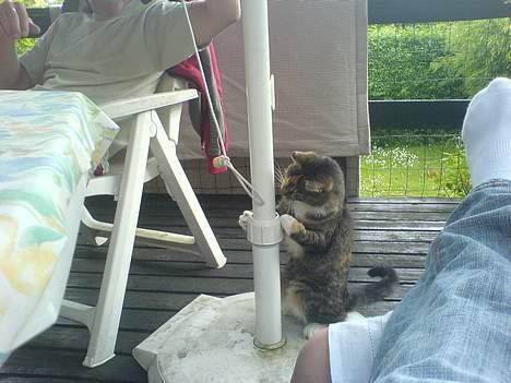 Blanding af racer Plet - hun er så sød når hun leger.. billede 14