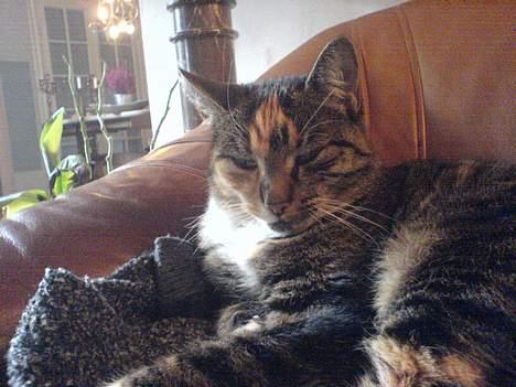 Blanding af racer Plet - onde øjne kan hun også sende.. billede 15