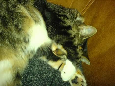 Blanding af racer Plet - titte titte kuk kuk.. billede 16