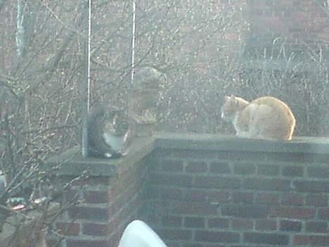 Blanding af racer Plet - plet sammen med hendes bror.. billede 17