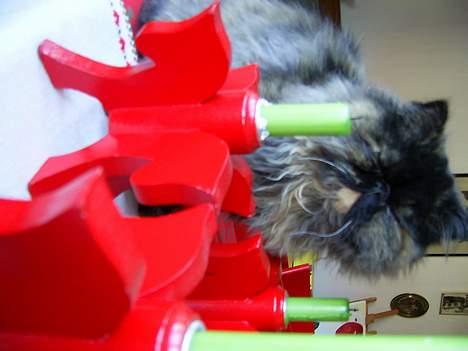 Perser muffe billede 1