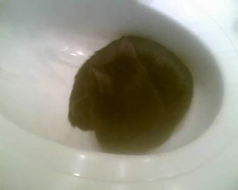 Blanding af racer † Lille mis † - er hun ikk sød? hun ligger i håndvasken. hehe billede 18