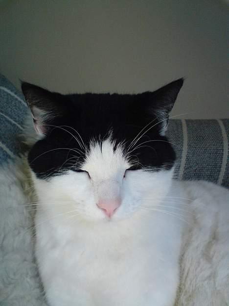 Blanding af racer Rosa FR <3 - Rosa i min mors stol :P  billede 2