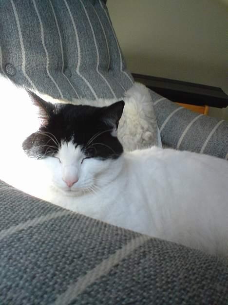 Blanding af racer Rosa FR <3 - Rosa i min mors stol igen . Ligger og hygger sig :D billede 3