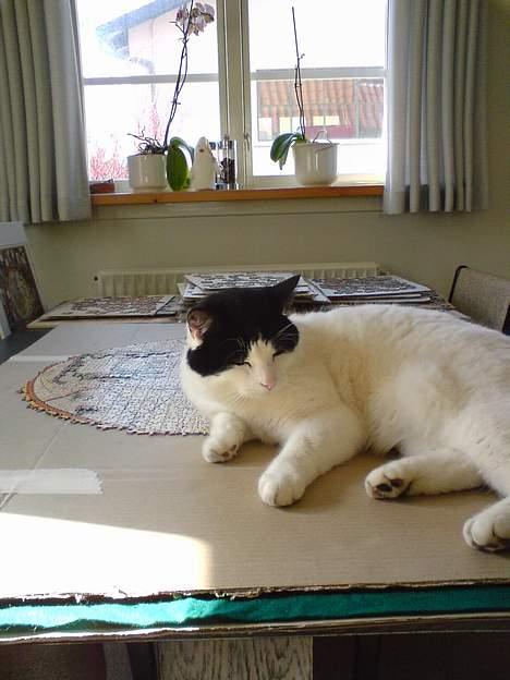 Blanding af racer Rosa FR <3 - Rosa på min mors puslespil.  billede 4