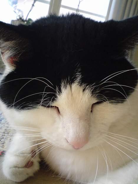 Blanding af racer Rosa FR <3 - Rosas hovede :) billede 5