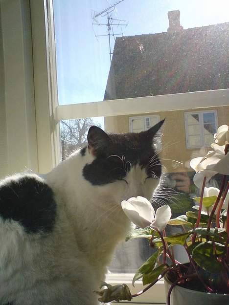 Blanding af racer Rosa FR <3 - Rosamusen :) billede 6