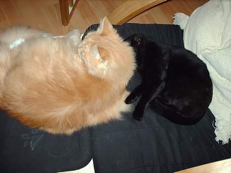 Blanding af racer † Lille mis † - lille mis og trold<,3 billede 19