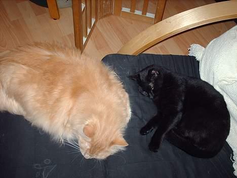 Blanding af racer † Lille mis † - hvor er de søde billede 20