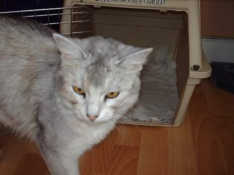 Somali †Gandalf af Grystenshus DK† - hvor er han sød billede 14