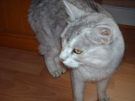 Somali †Gandalf af Grystenshus DK† - der er jo søde lille gandalf billede 15