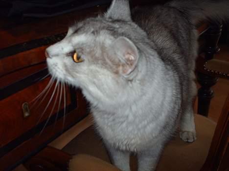 Somali †Gandalf af Grystenshus DK† - hehe billede 17